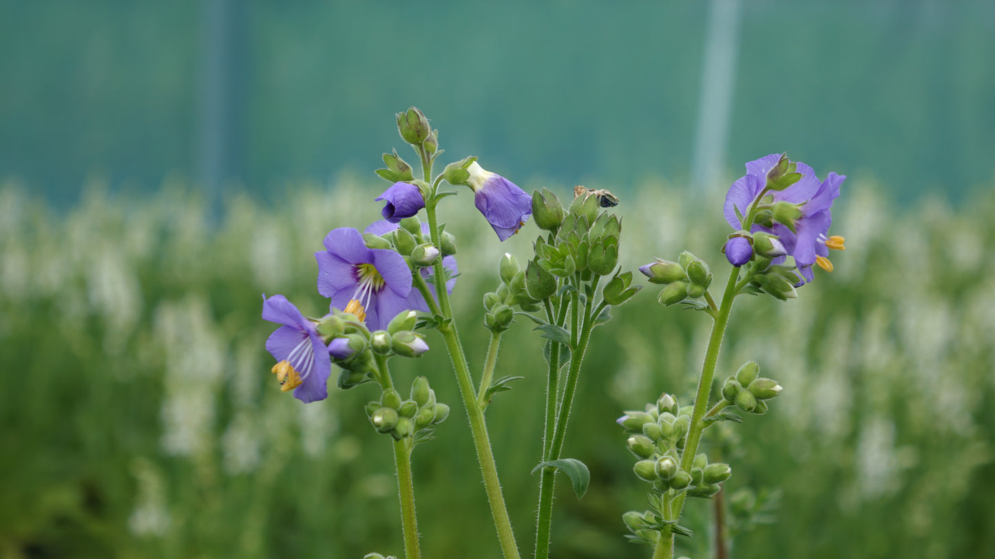 Polemonium cae. 'Bambino Blue'