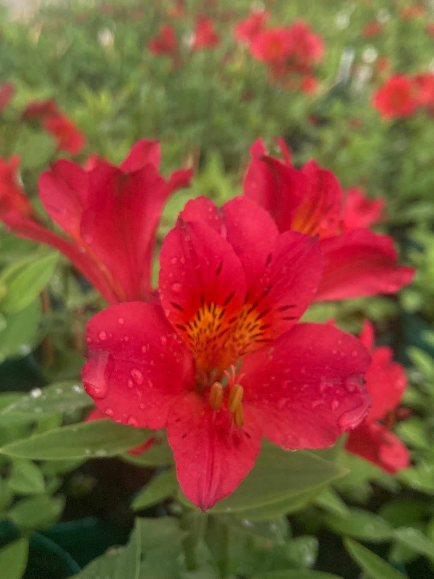 Alstroemeria ‘Red Elf’
