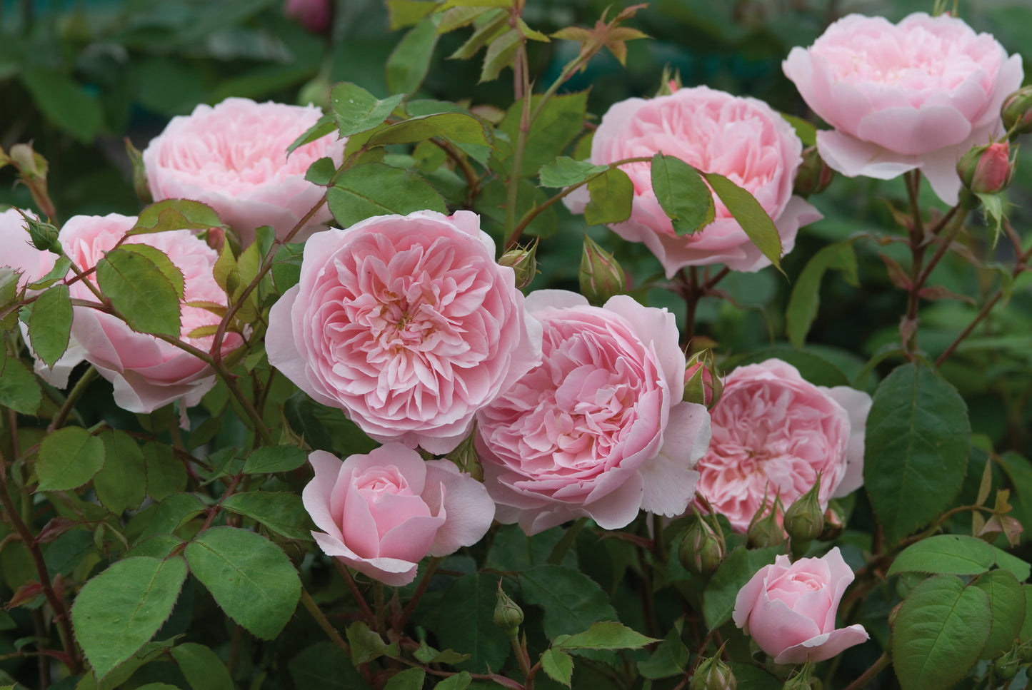Rosa 'Wisley 2008™' (Ausbreeze) English Shrub Rose Bred By David Austin