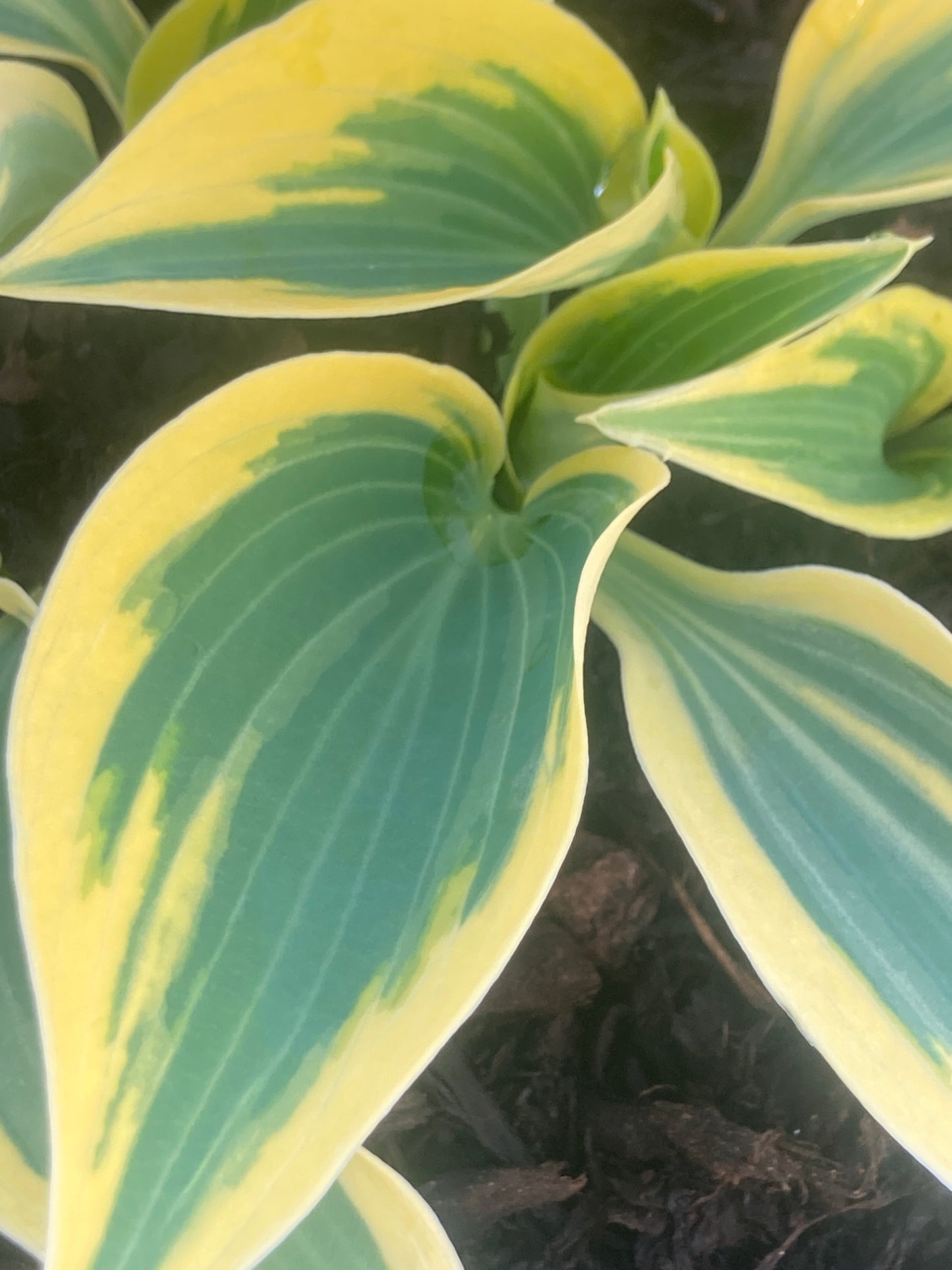 Hosta Autumn Frost