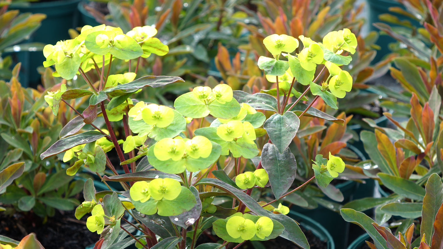 Euphorbia amygd.
Purpurea
(Rubra)