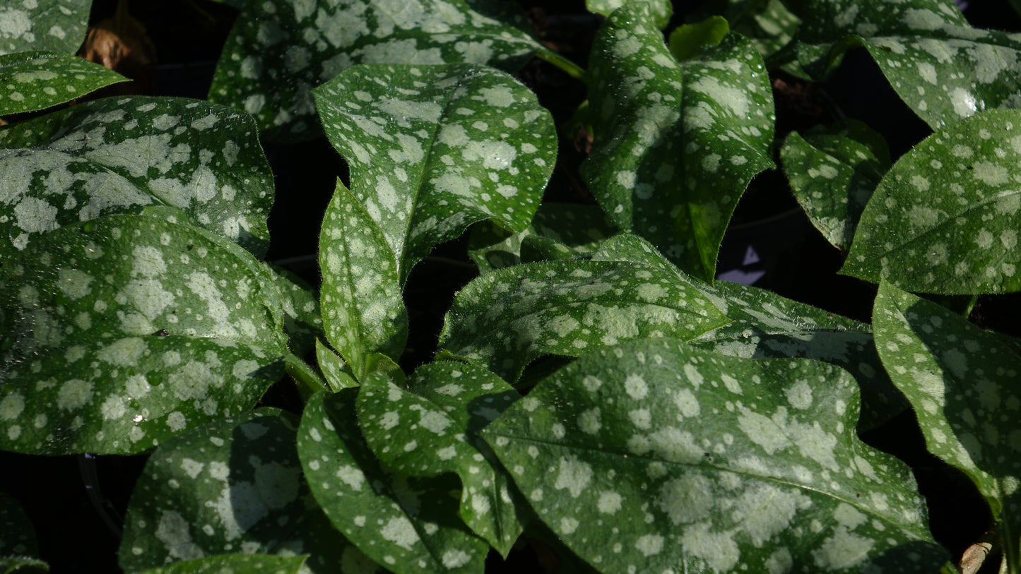 Pulmonaria
'Sissinghurst
White