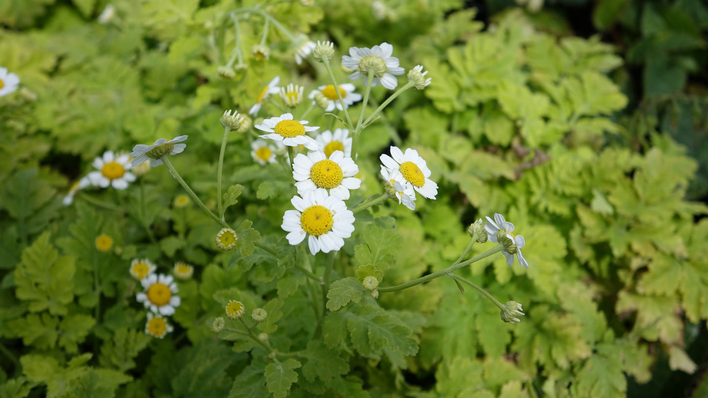 FEVERFEW, GOLDEN