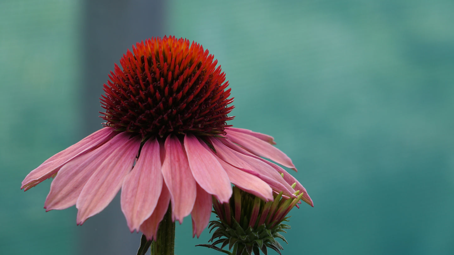 Echinacea 'Motivation'®