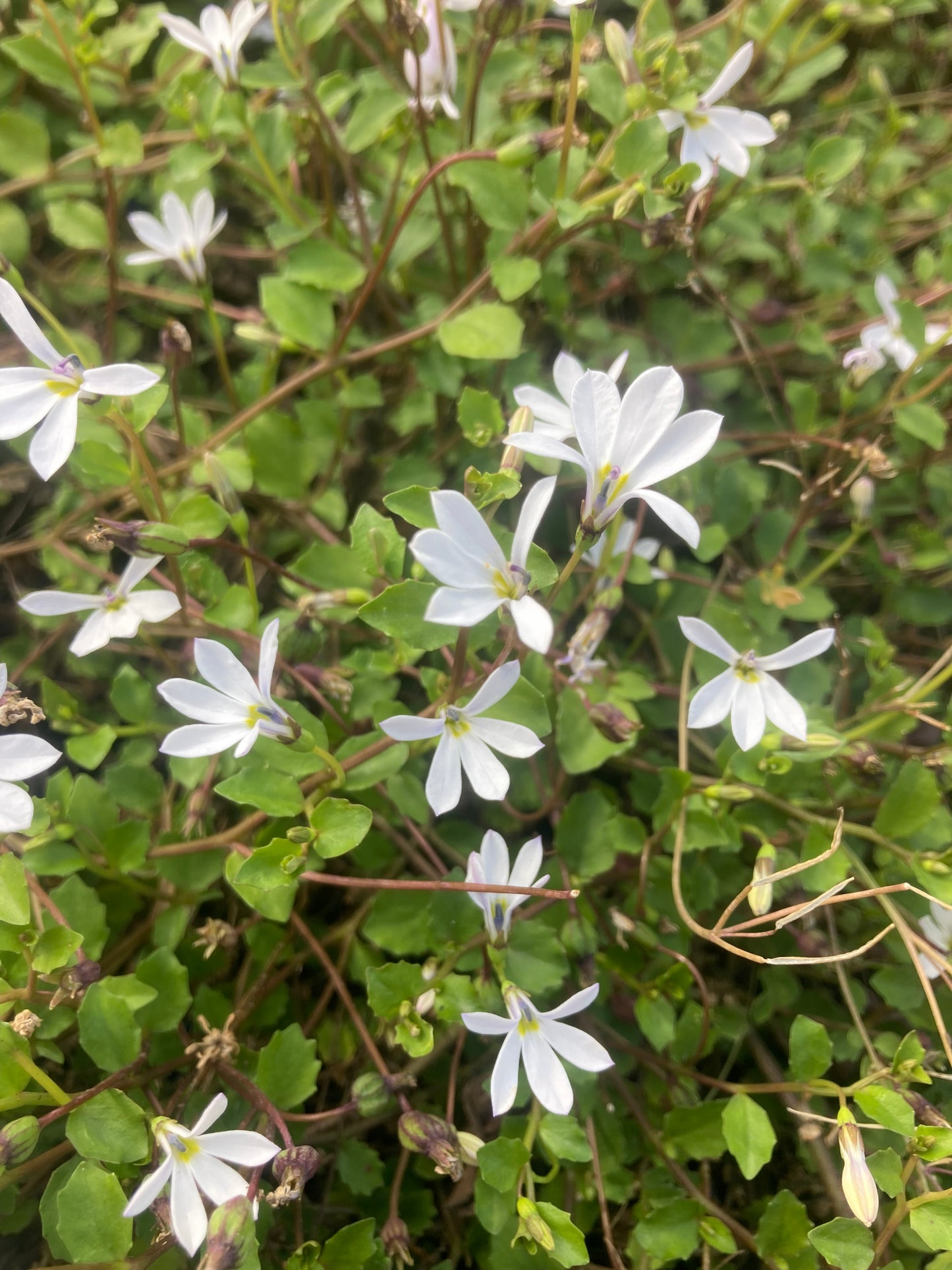Pratia angulata
"Treadwellit'
