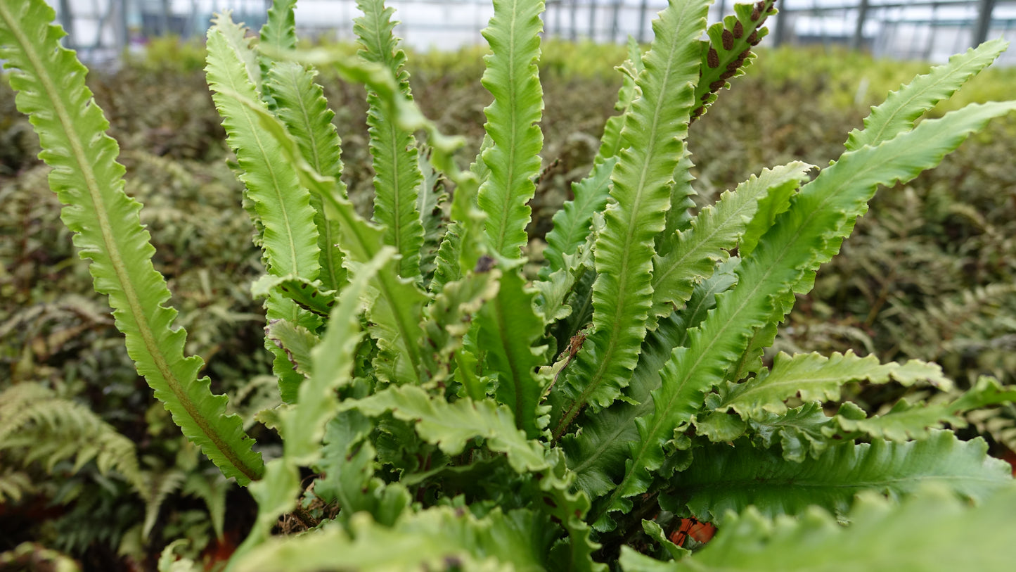 Asplenium scol. angustifolia
