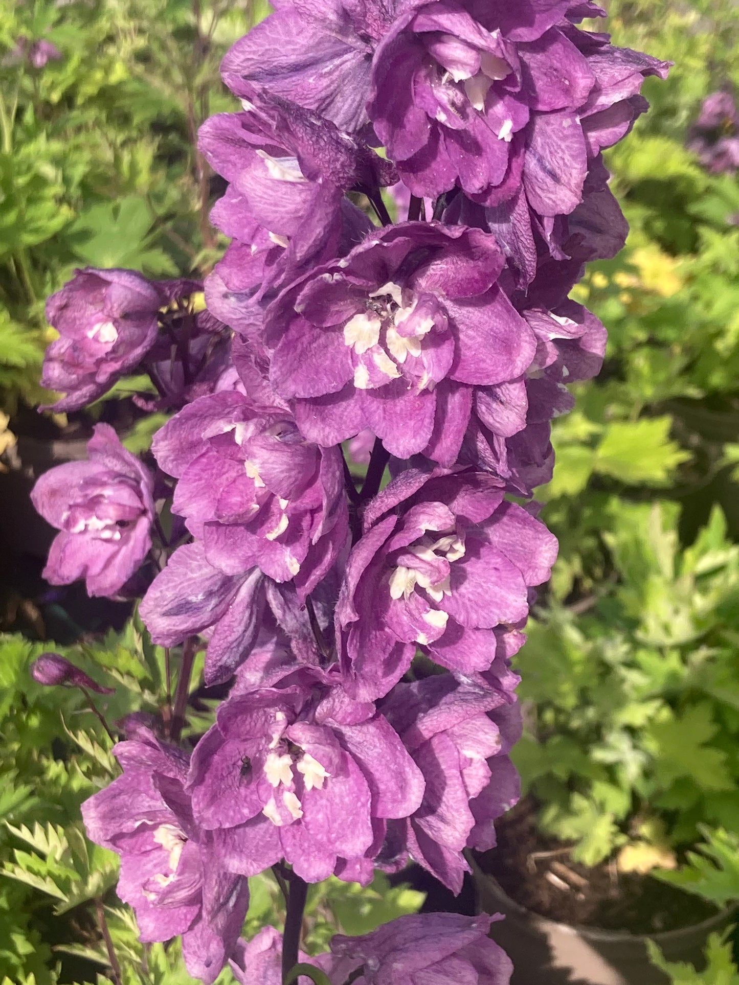 Delphinium M.F. Deep Rose/white Bee