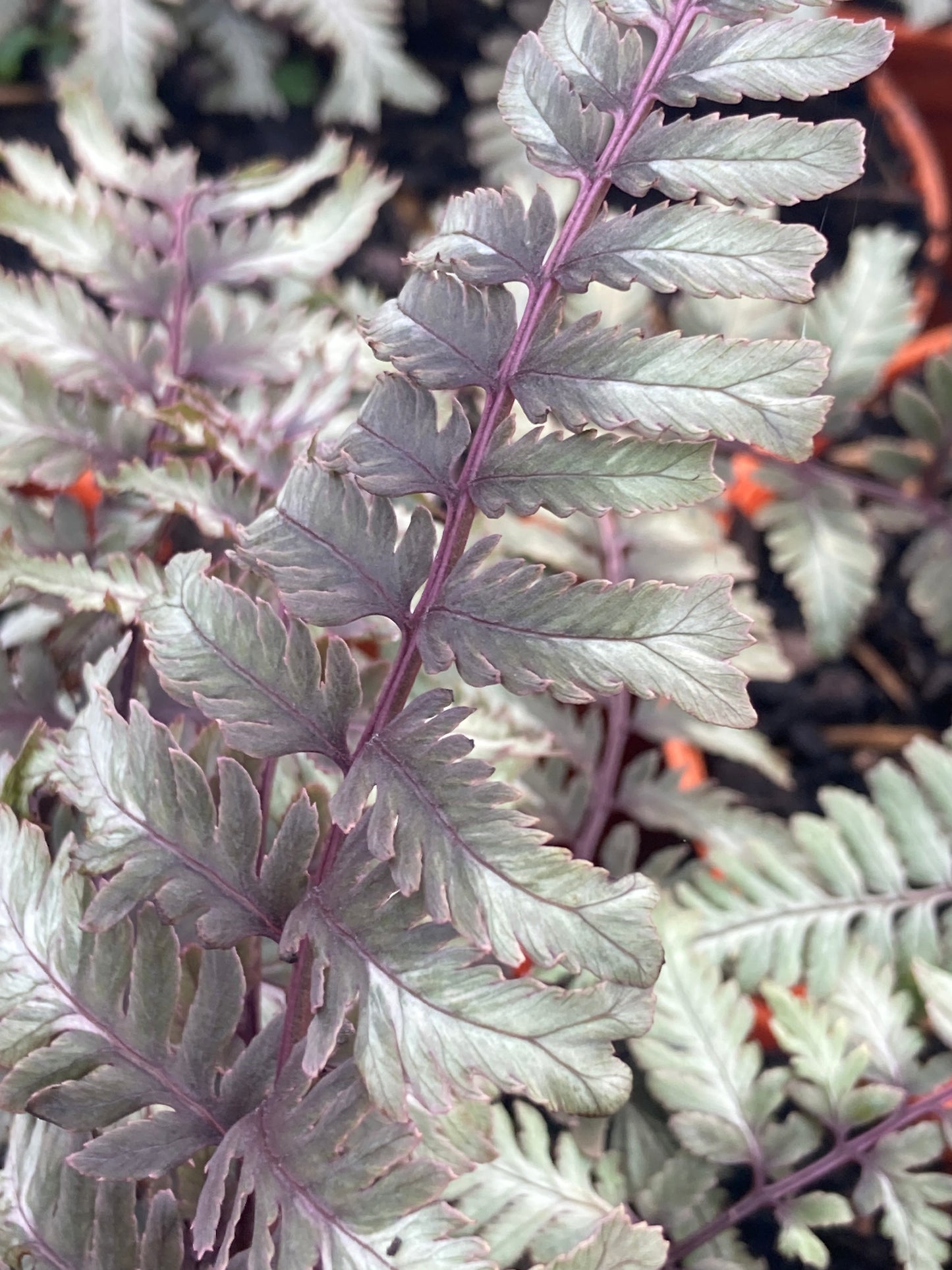 Athyriumn. 'Crested Surf'
