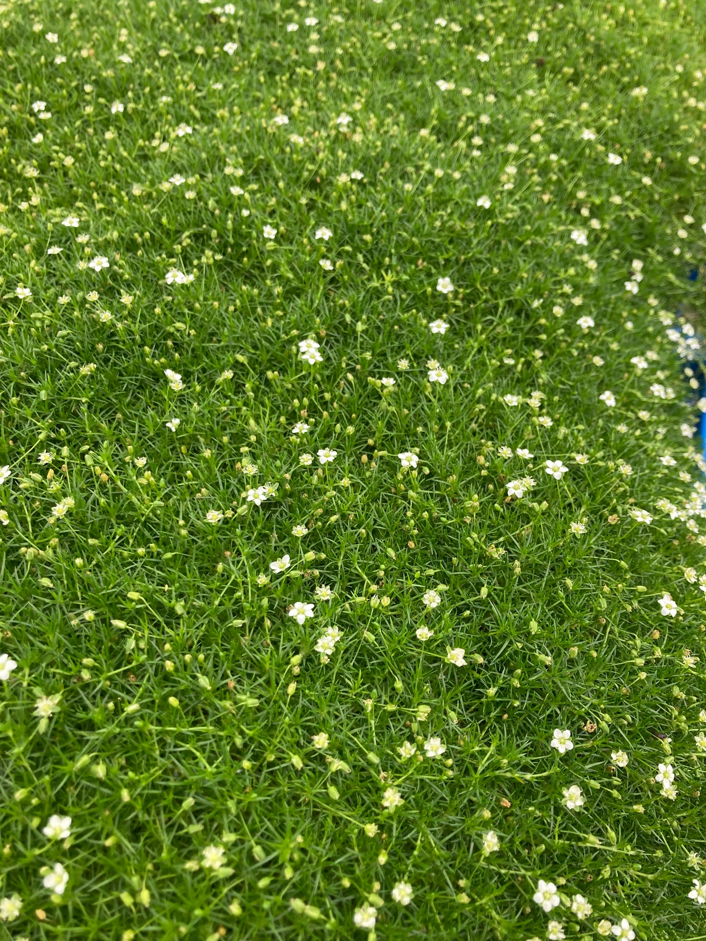 Sagina subulata 'Senior'®