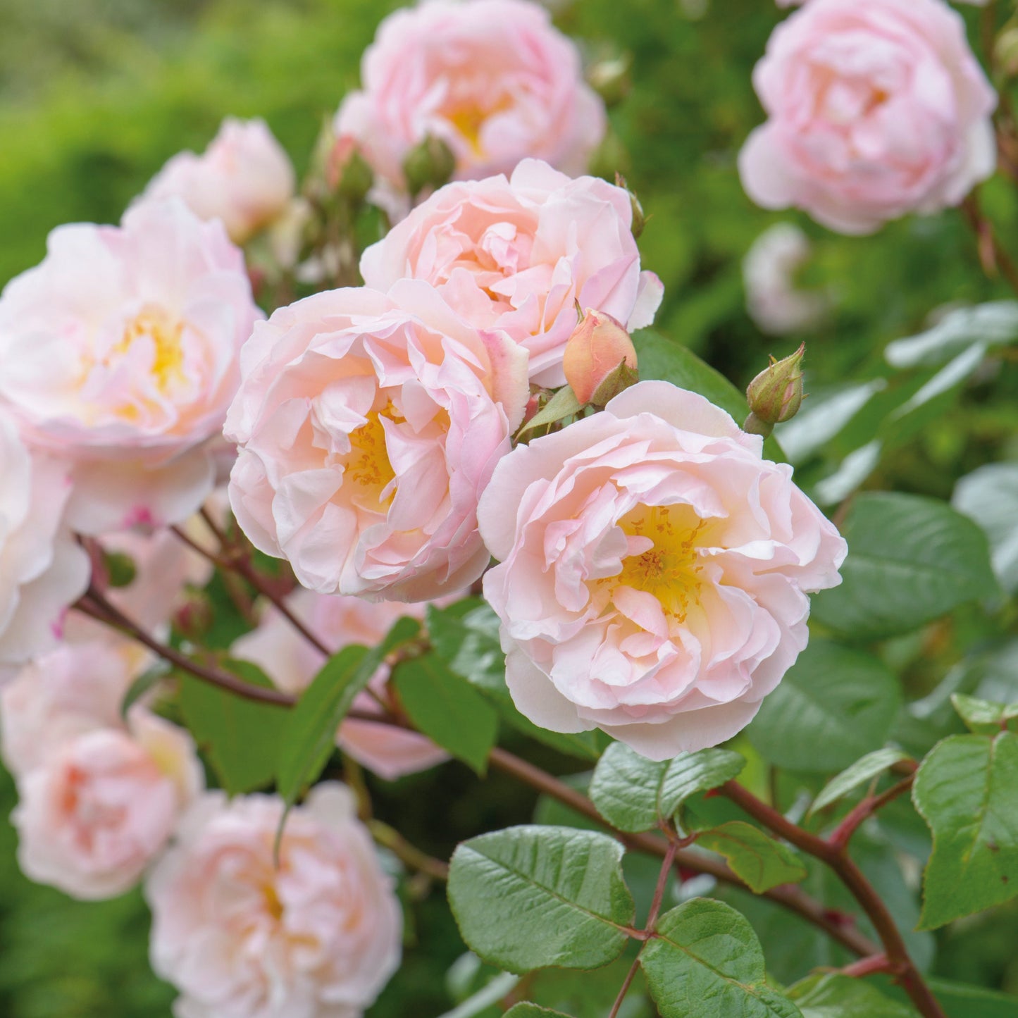 Rosa 'The Lady of the Lake' (Ausherbert) English Rambling Rose Bred By David Austin