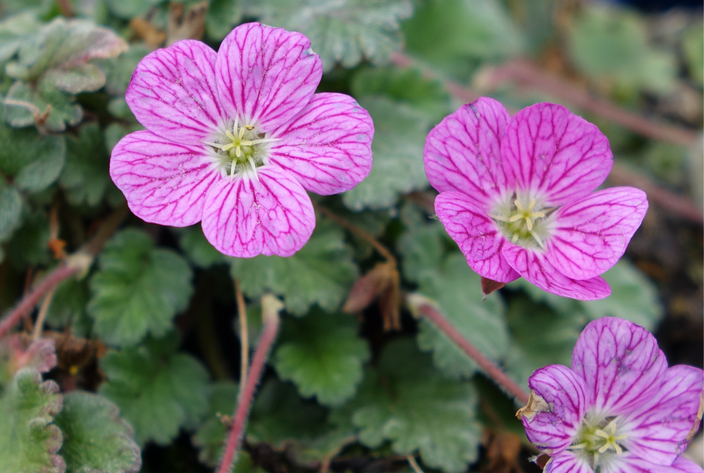Erodium 'Bishops Form'