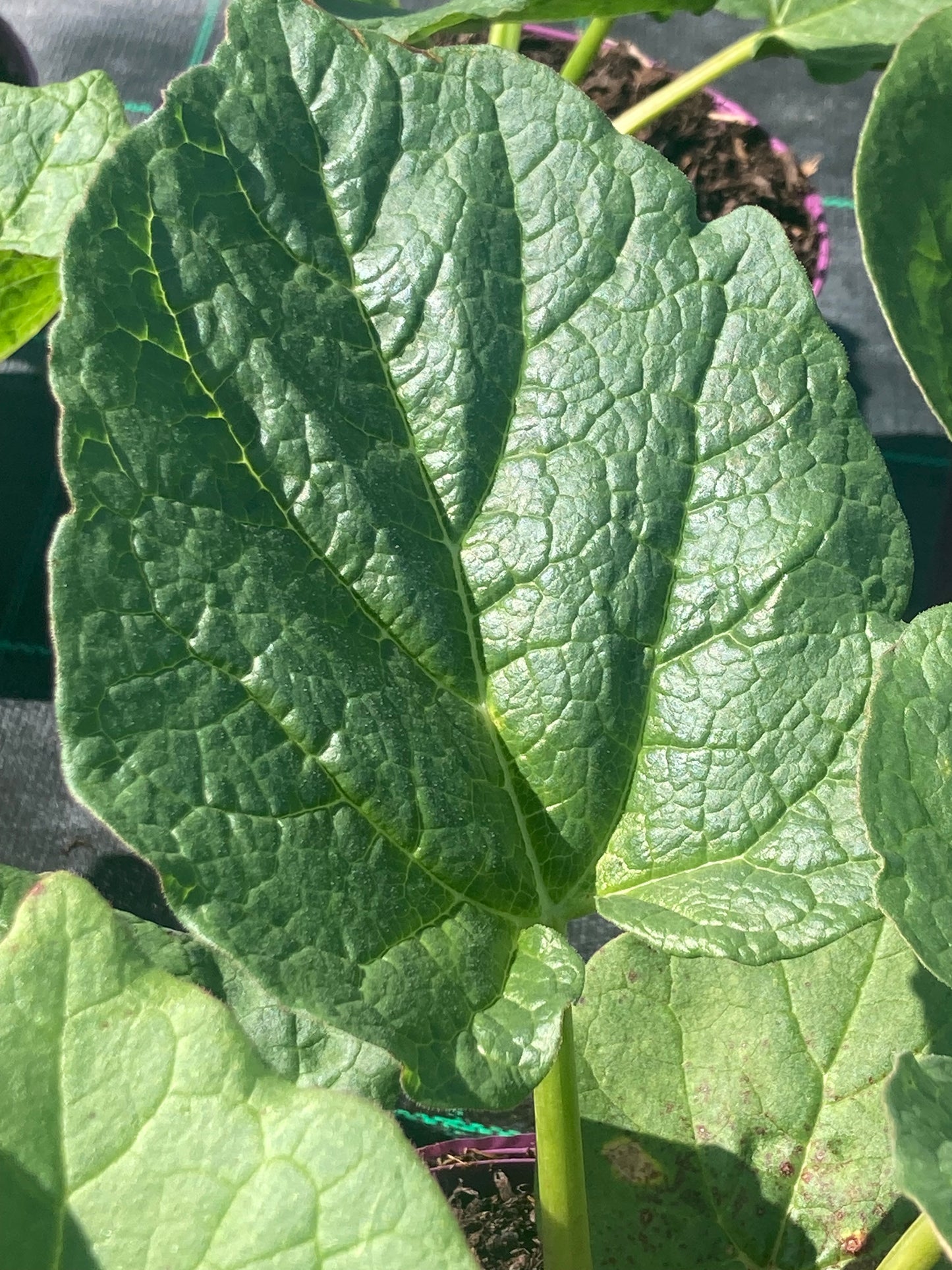 RHEUM PALM.
TANGUTICUM