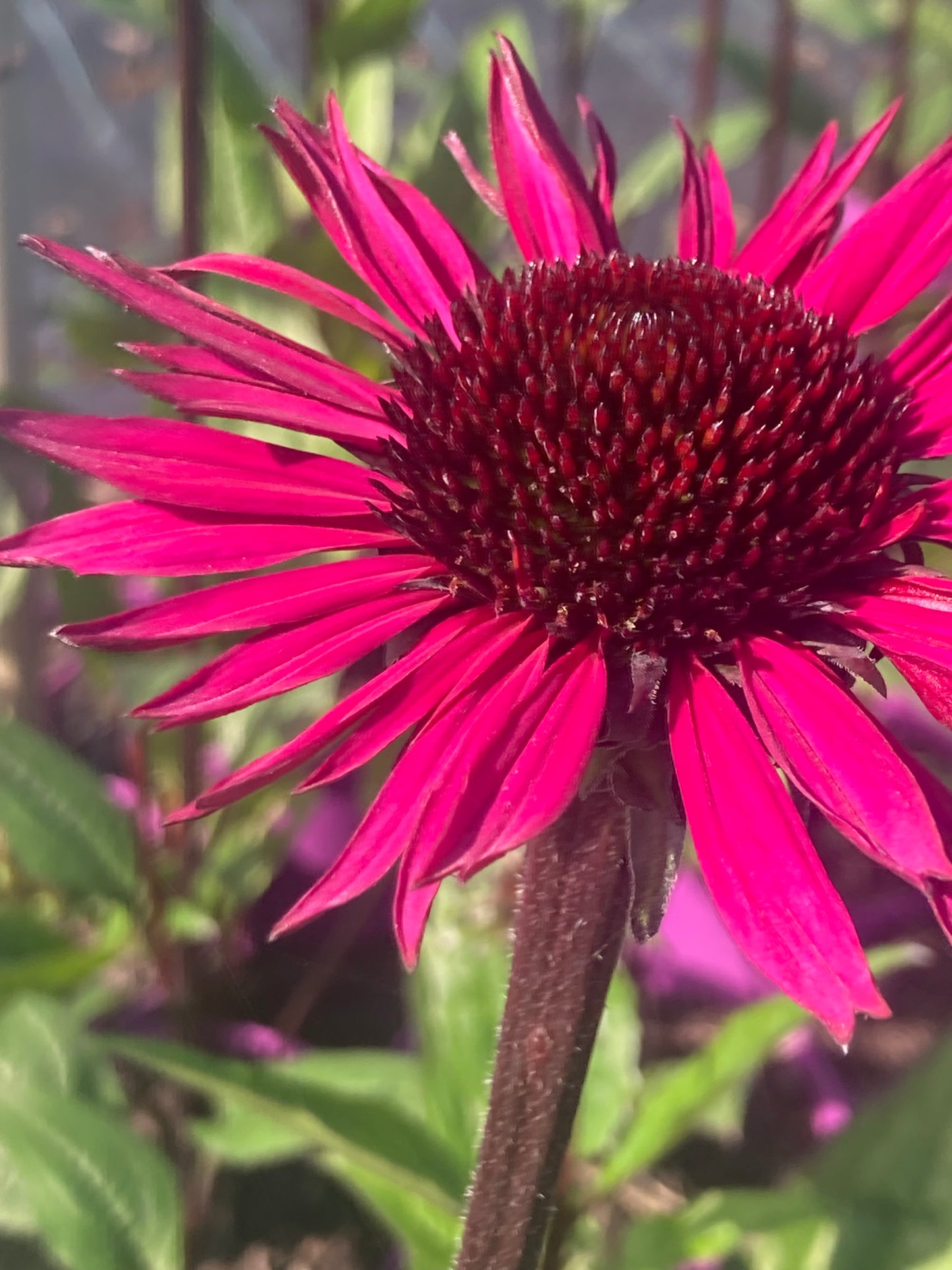 Echinacea purp. Fatal Attraction