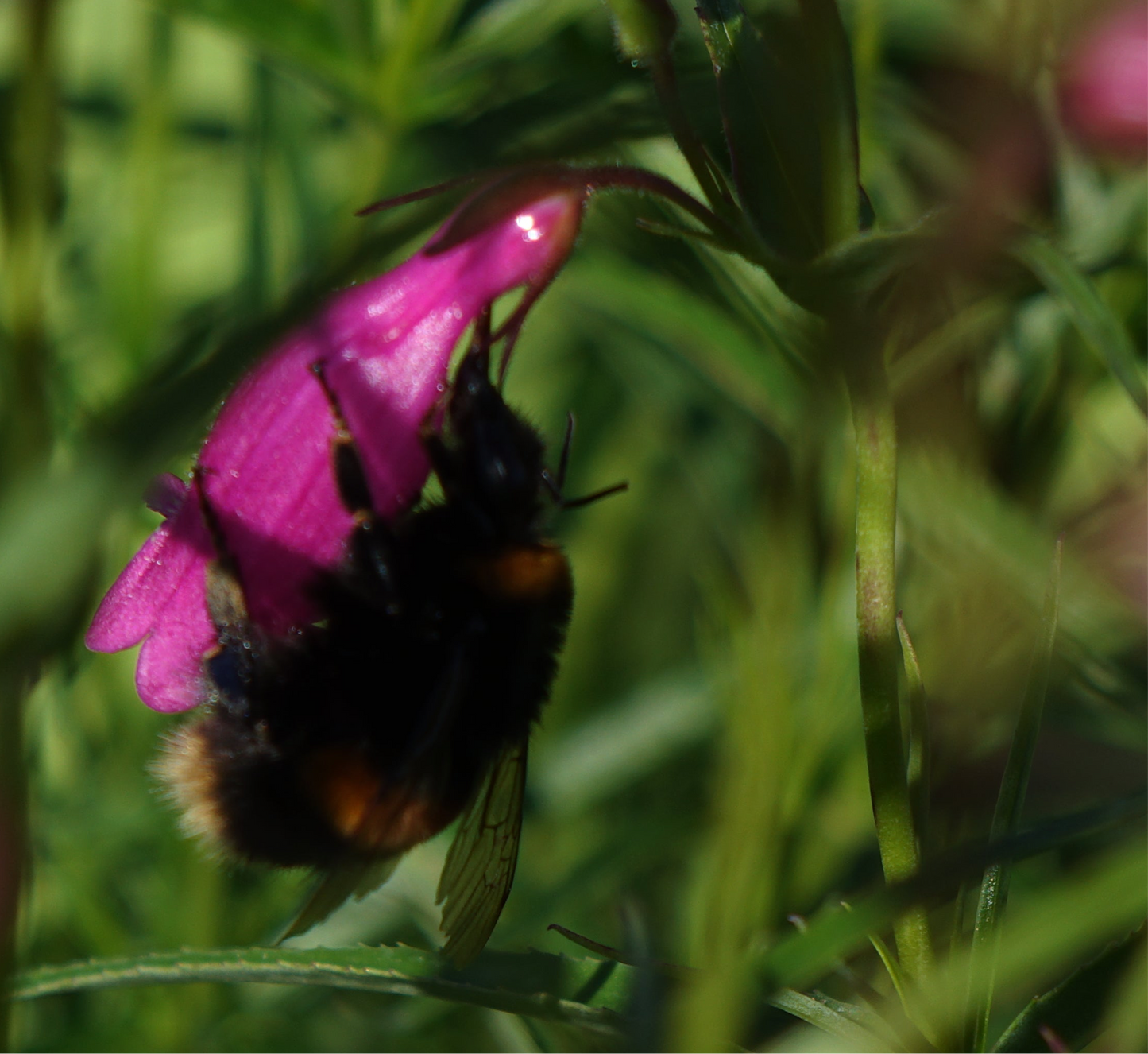 Penstemon ‘Evelyn’