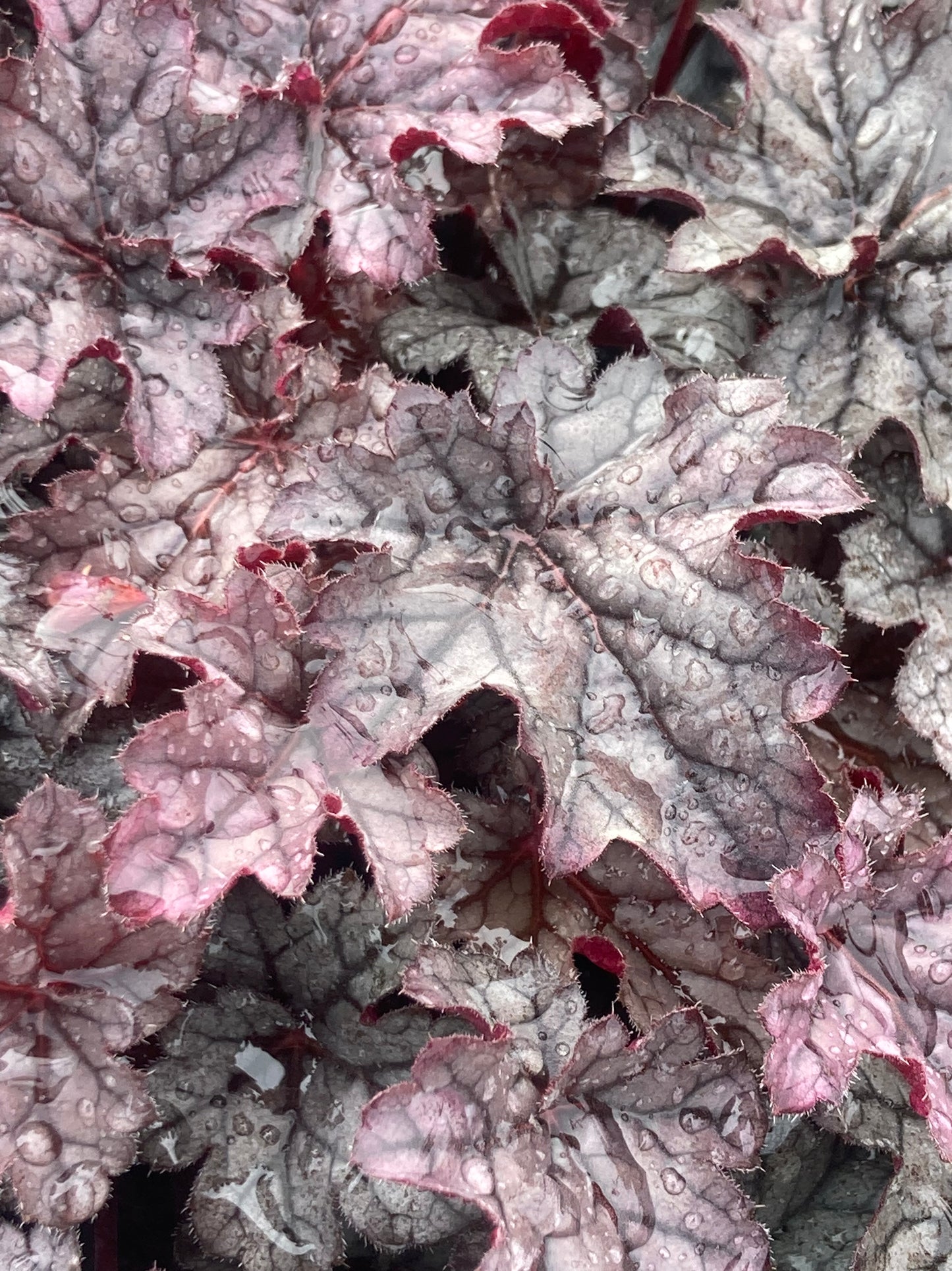 Heuchera 'Timeless Treasure' ®