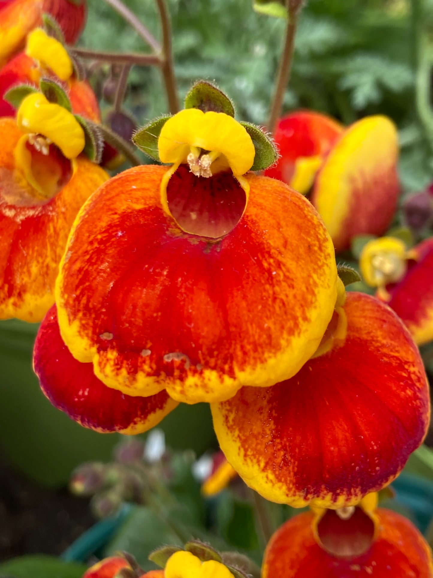 Calceolaria ’Sunset Orange’