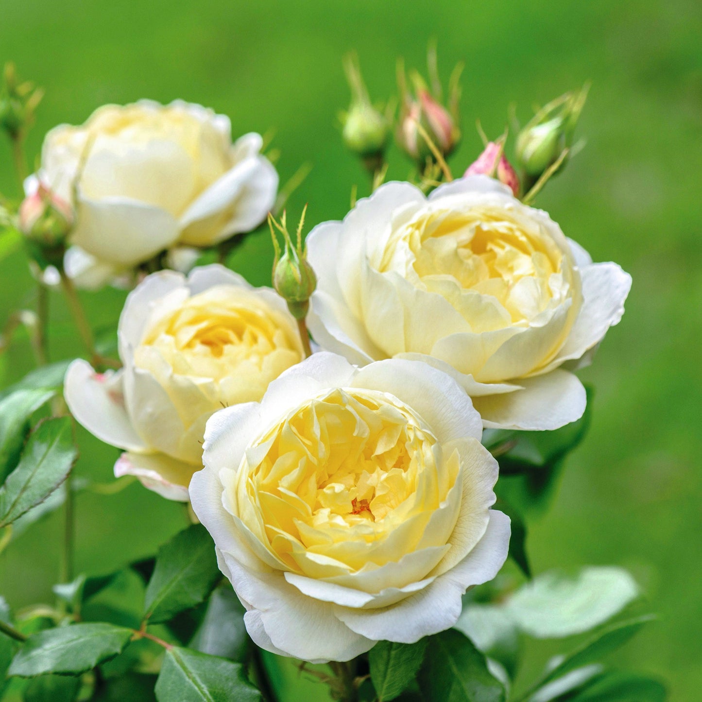 Rosa 'Vanessa Bell' (Auseasel) David Austin Rose