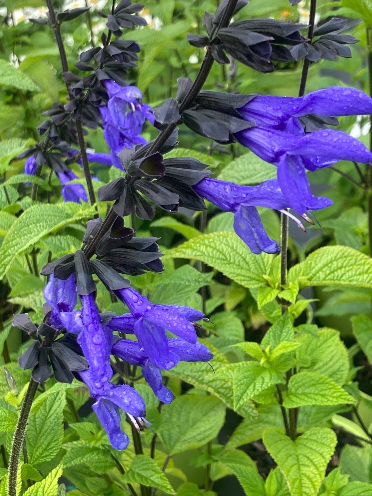 Salvia g. 'Carine's Amazing Blue'®