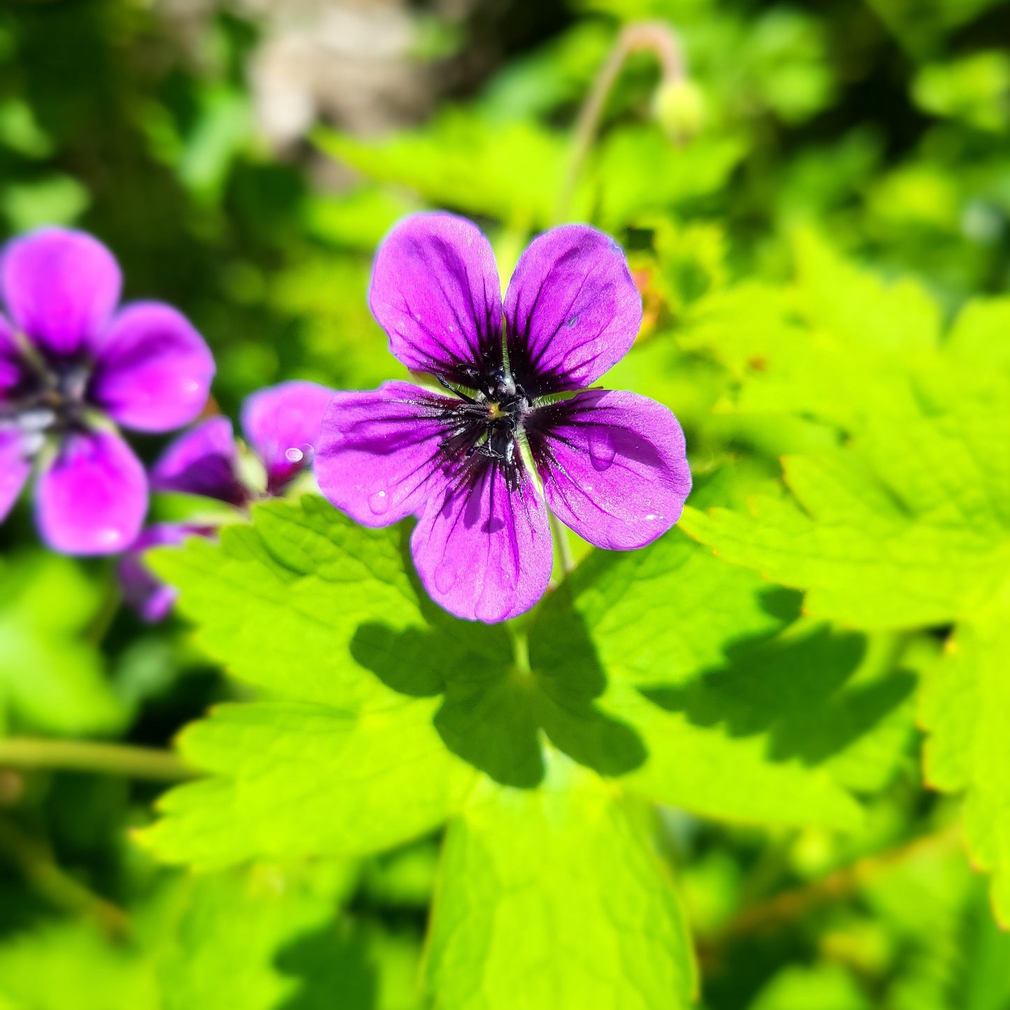 Geranium ‘Anne Thompson’