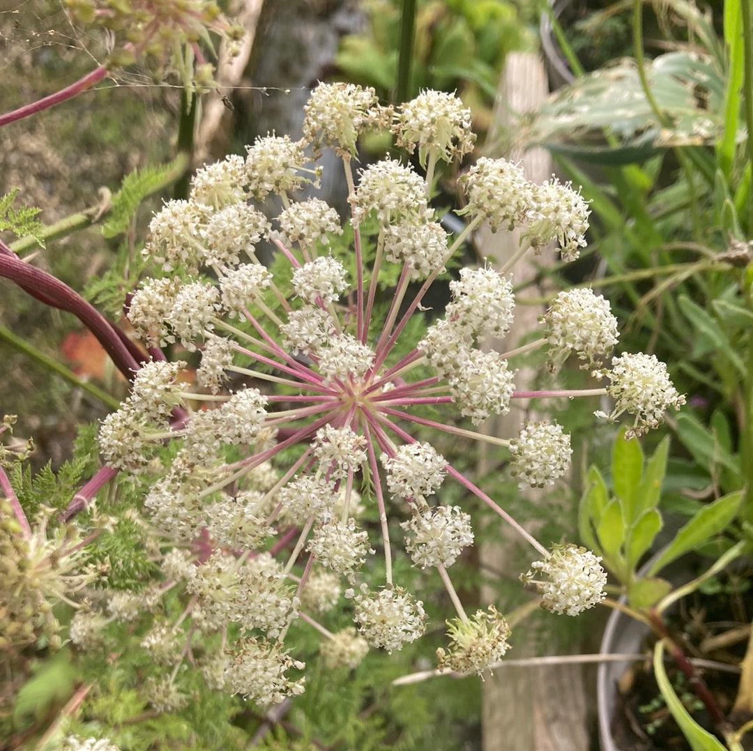 Selenium Wallachianum