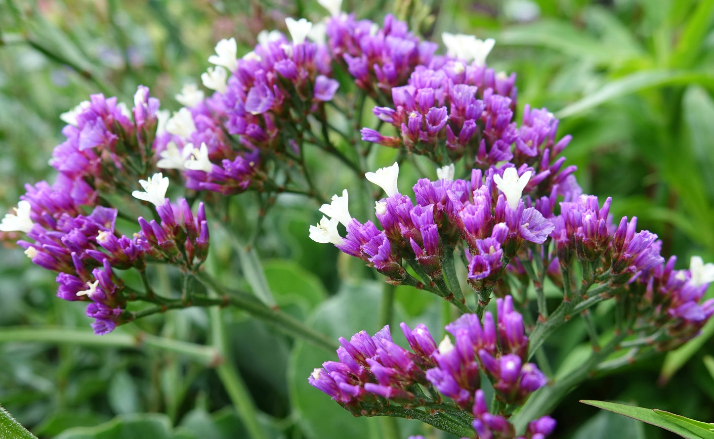 Limonium 'Salt Lake'