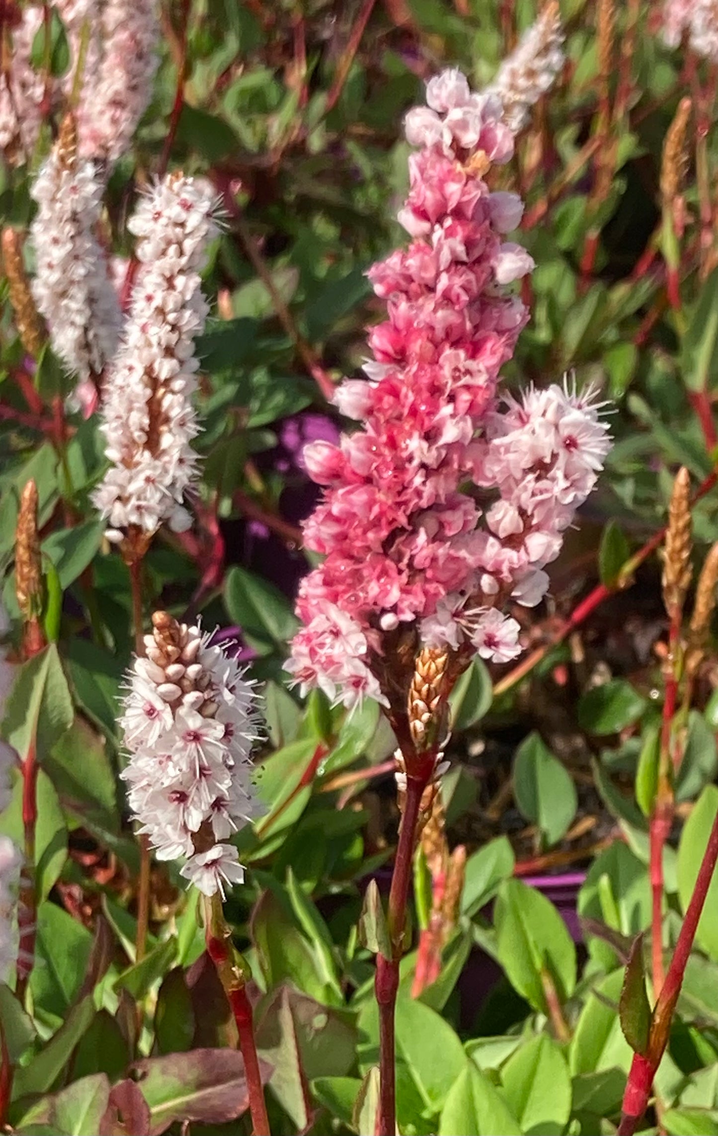 Periscaria affinis ‘Superba’