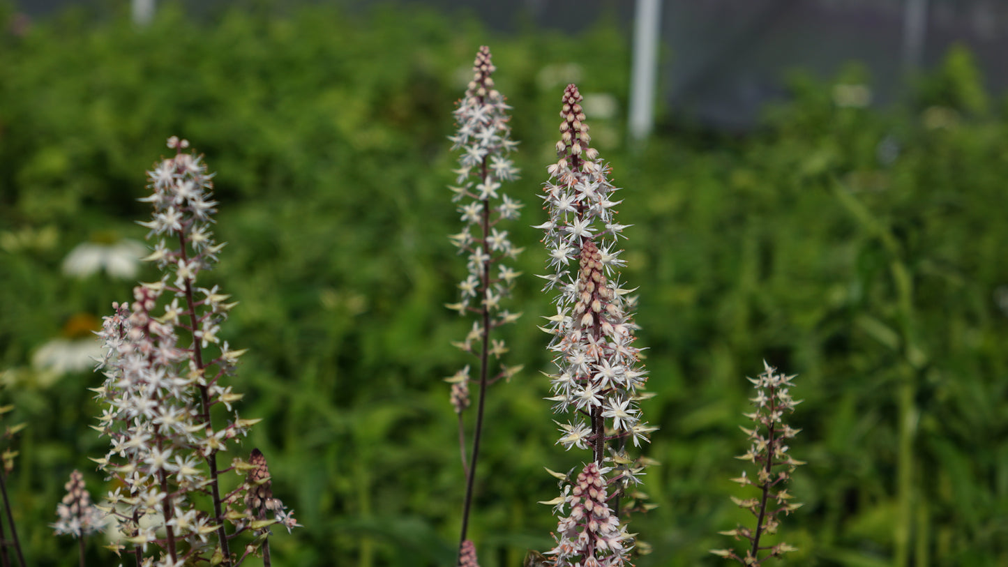 TIARELLA 'PINK SKYROCKET'
