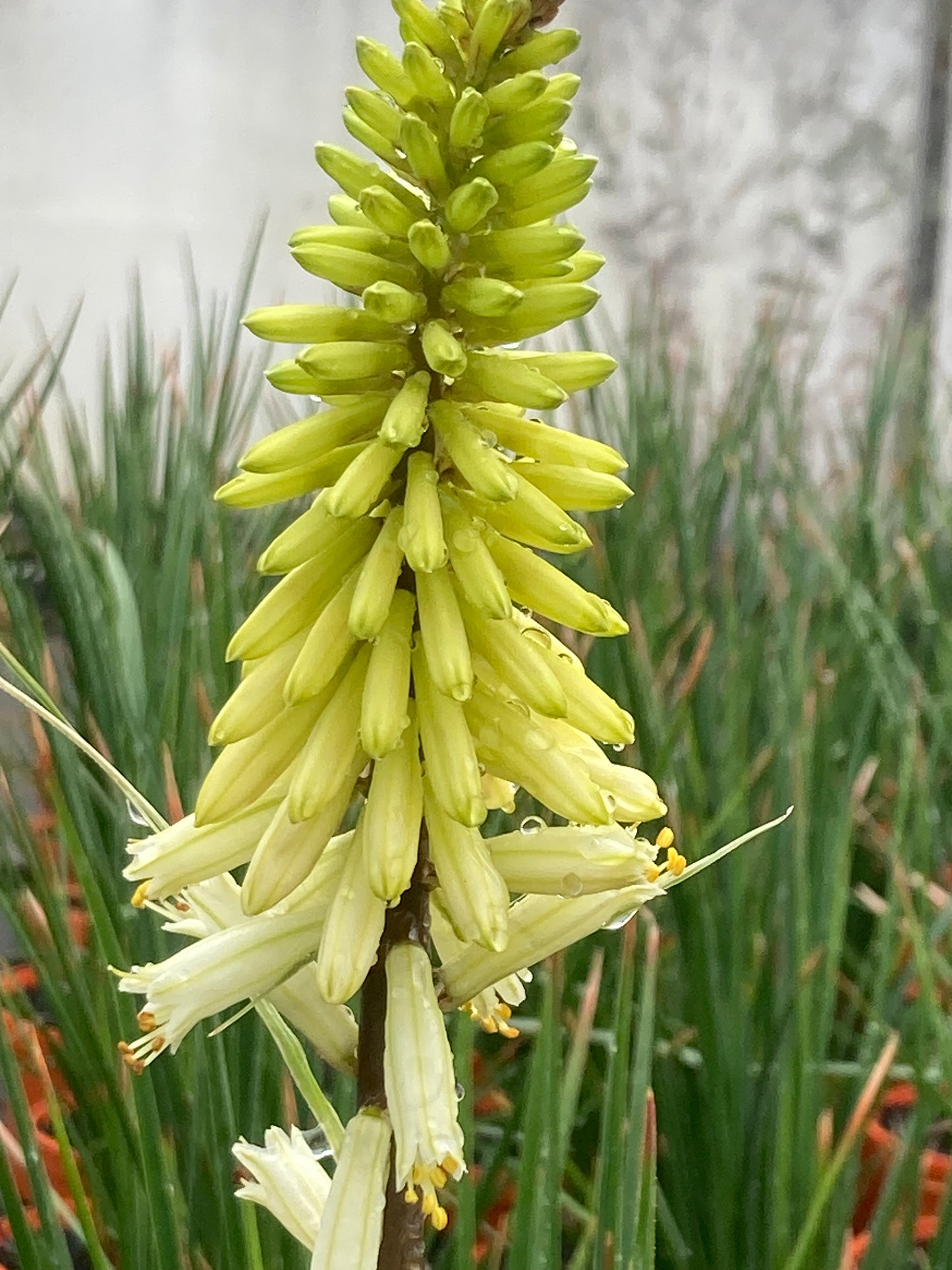 Kniphofia ‘Bee’s Lemon’