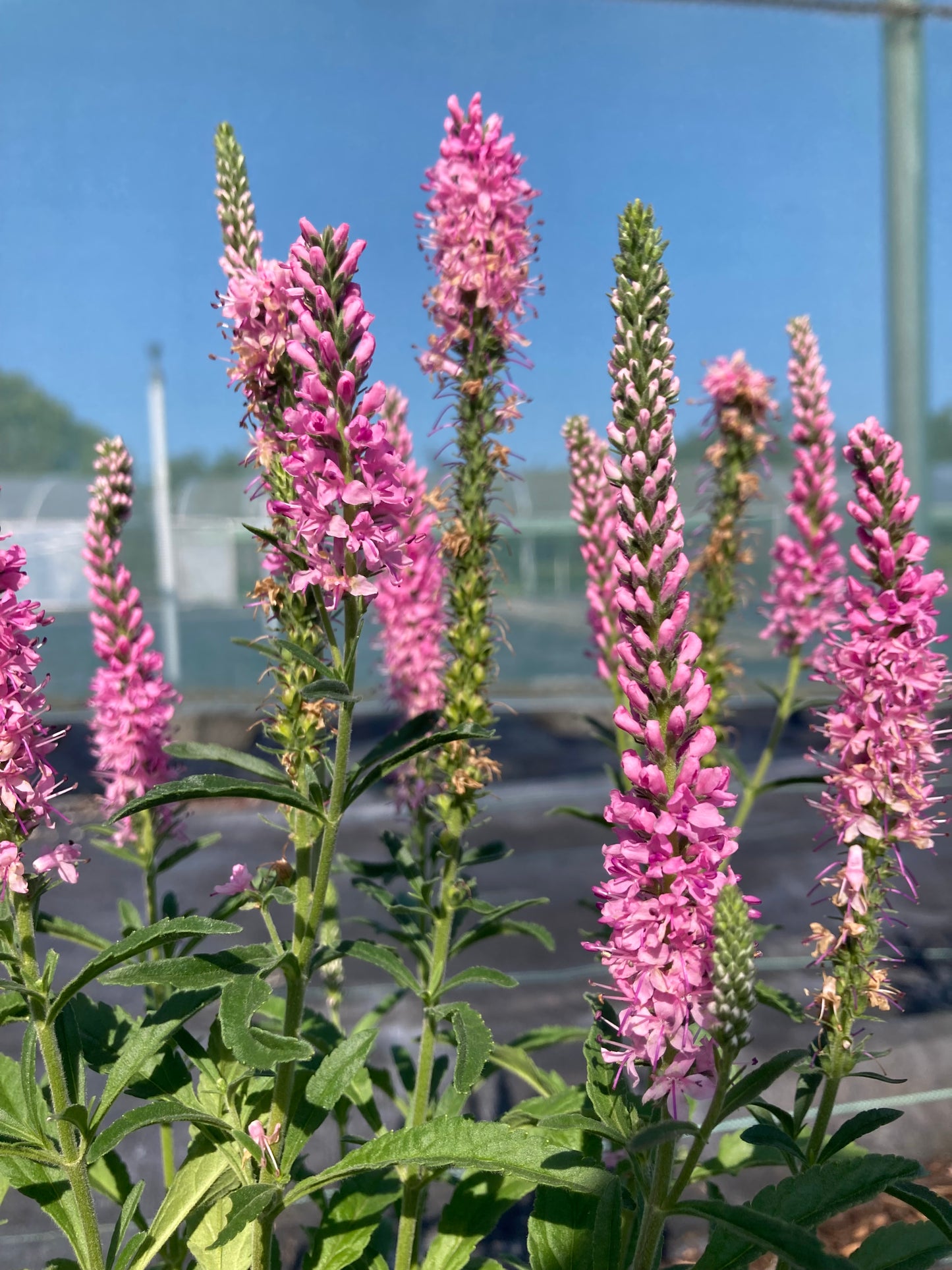 Veronica spic.
'Anniversary
Pink’