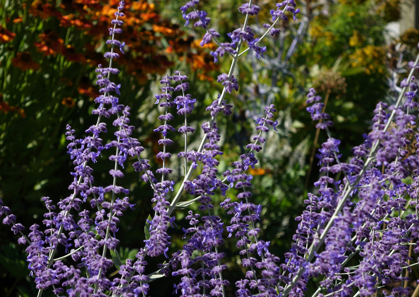 Perovskia atriplicifolia 'Little Spire'