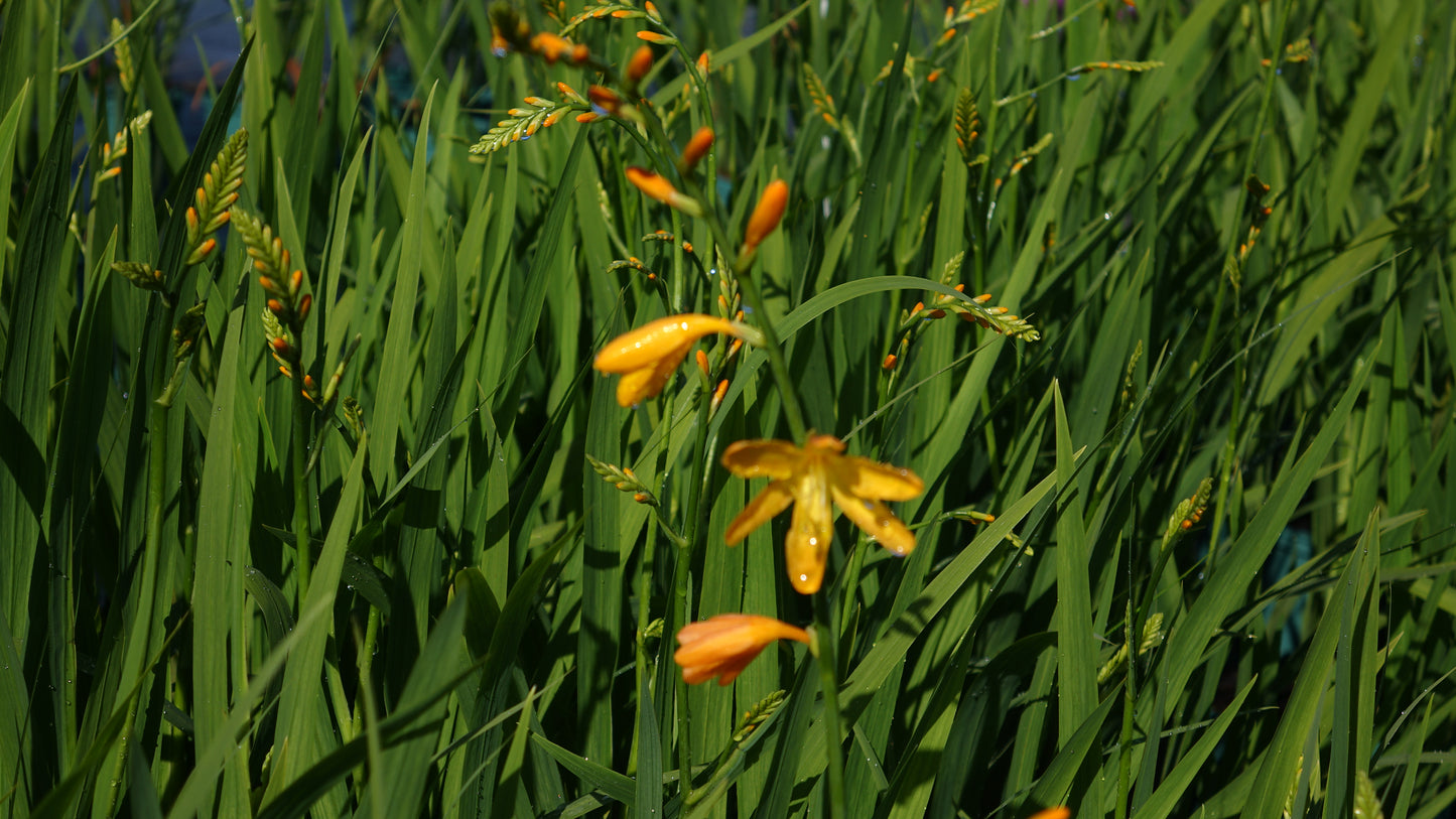Crocosmia 'Dusky Maiden'