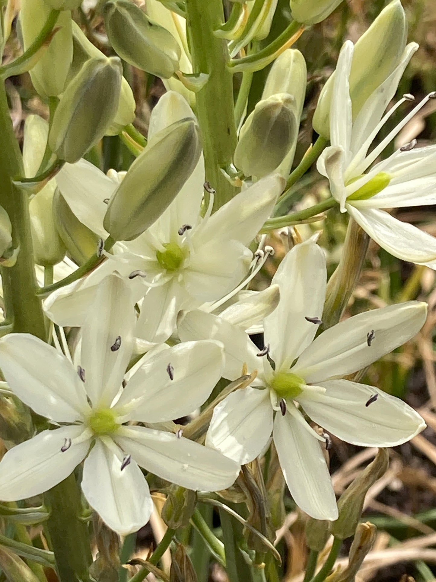 Camassia caerulea 'Alba'