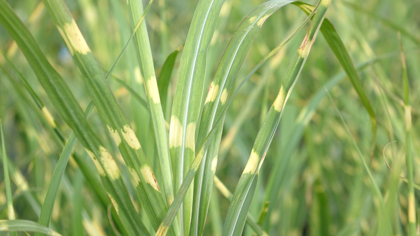 MISCANTHUS
SIN. STRICTUS