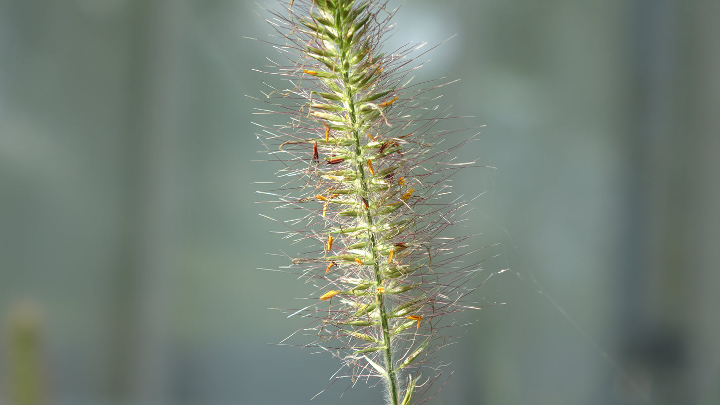 PENNISETUM
ALOP. 'HAMELN'