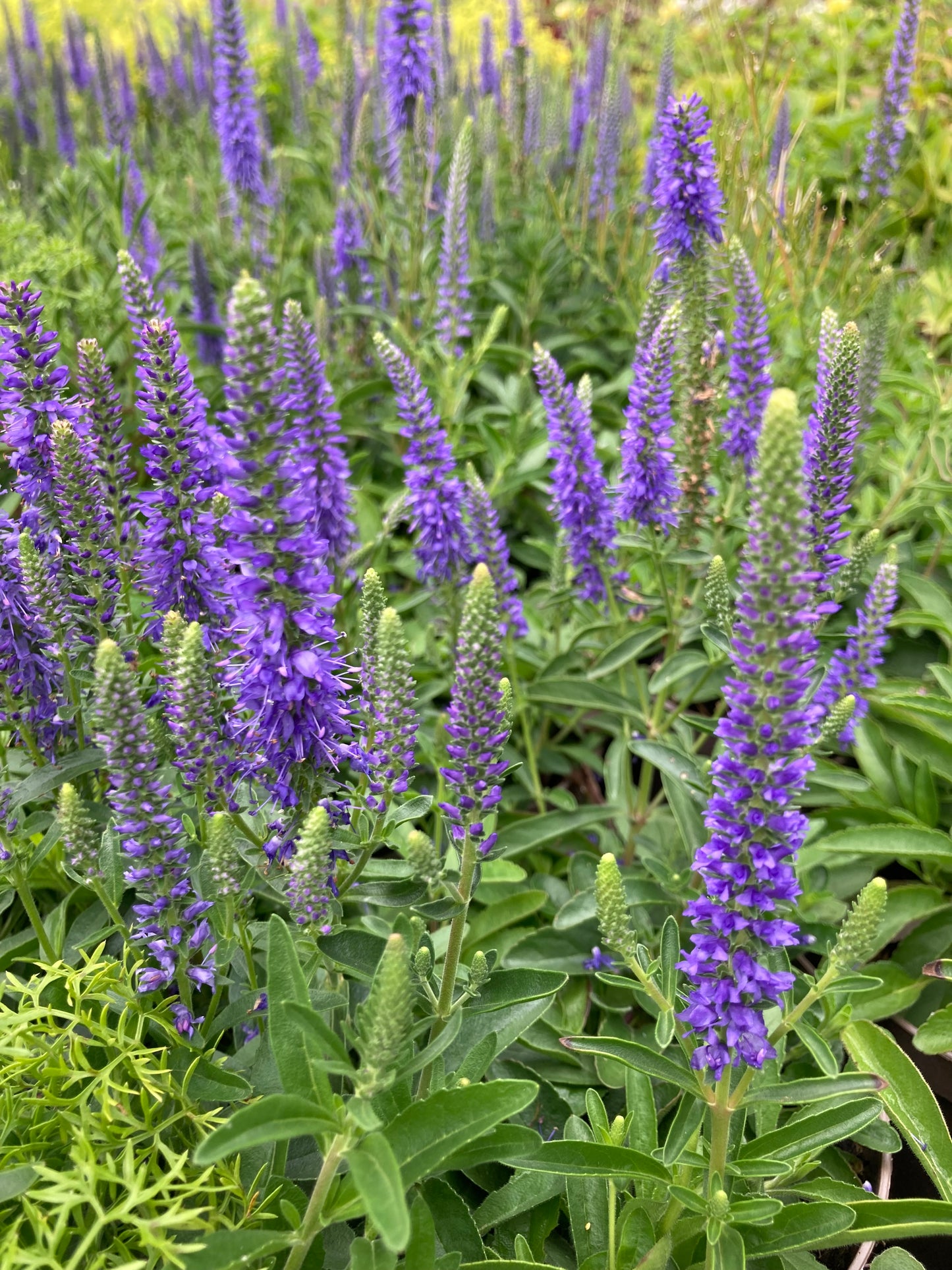 Veronica spicata 'Nana Blauteppich'