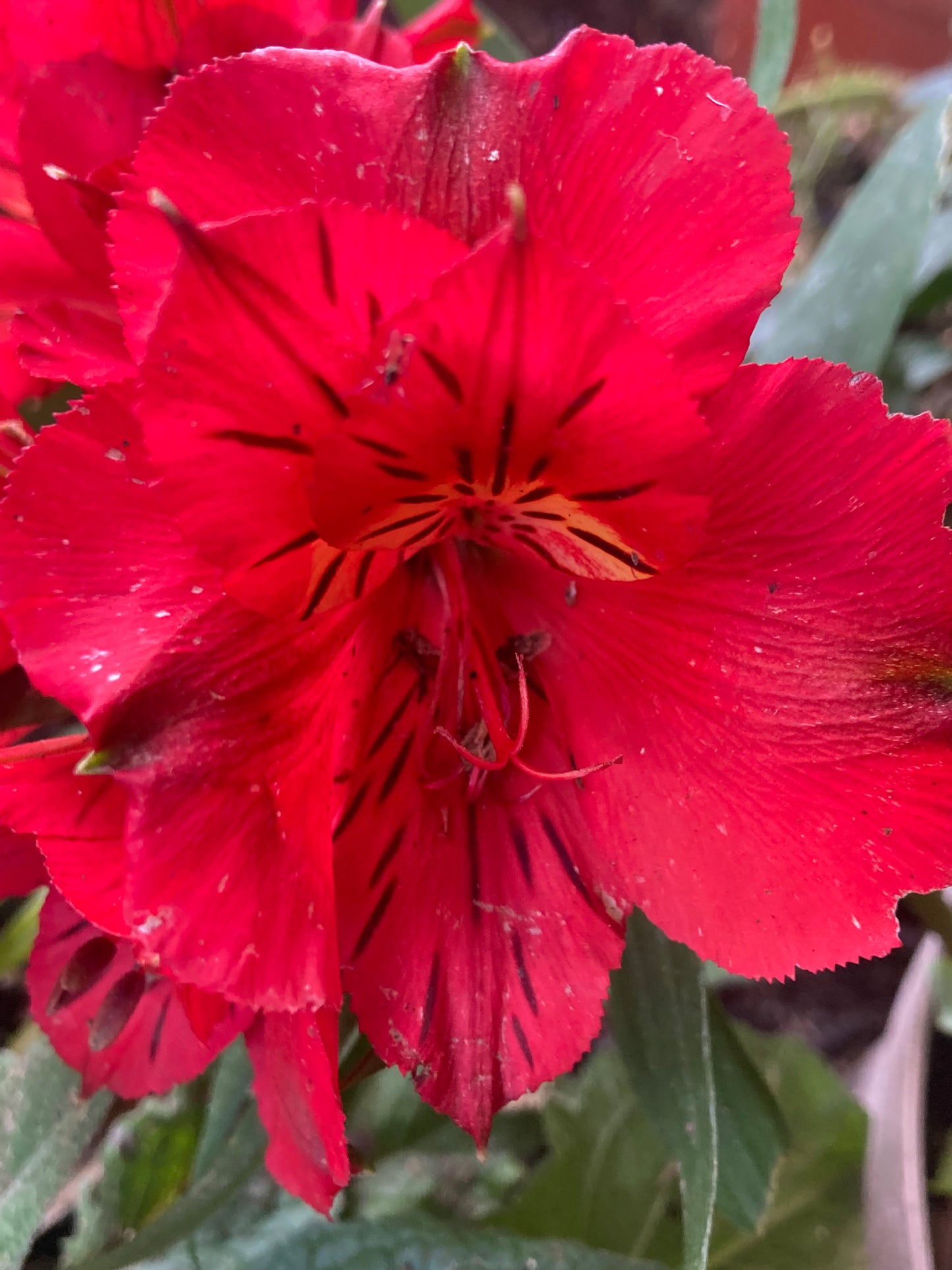 Alstromeria colorita ‘Kate’