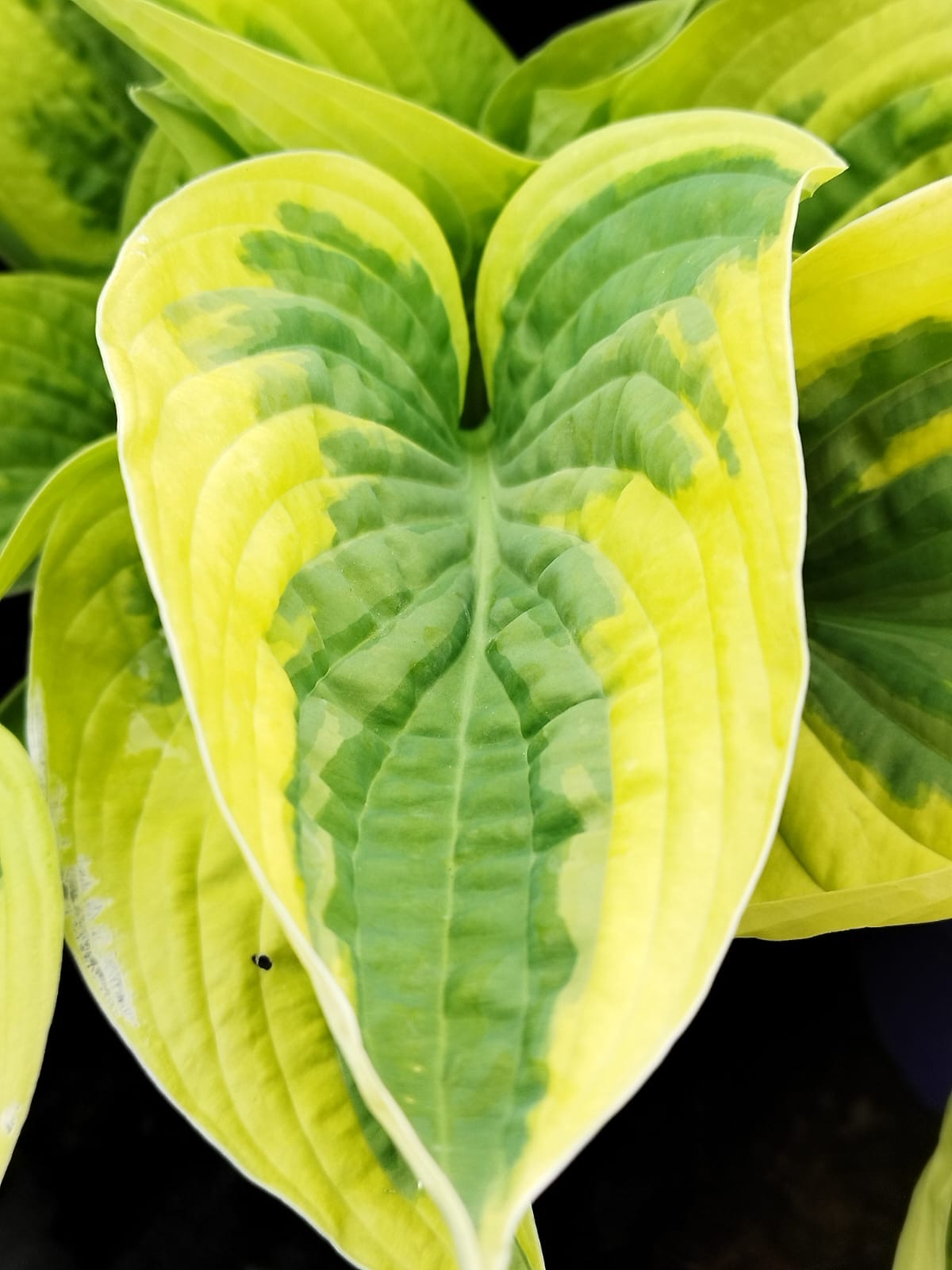 Hosta 'Wide Brim'