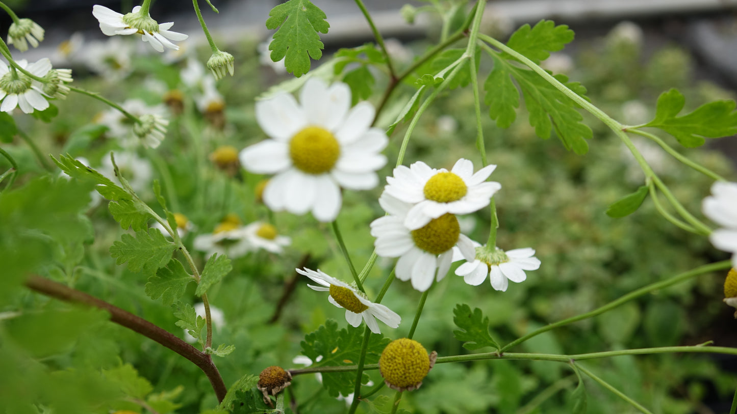 Feverfew