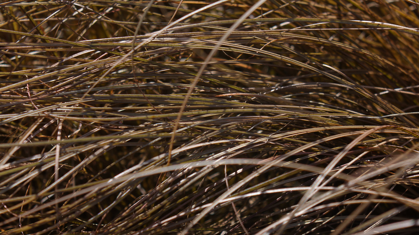 Carex comans 'Bronco'