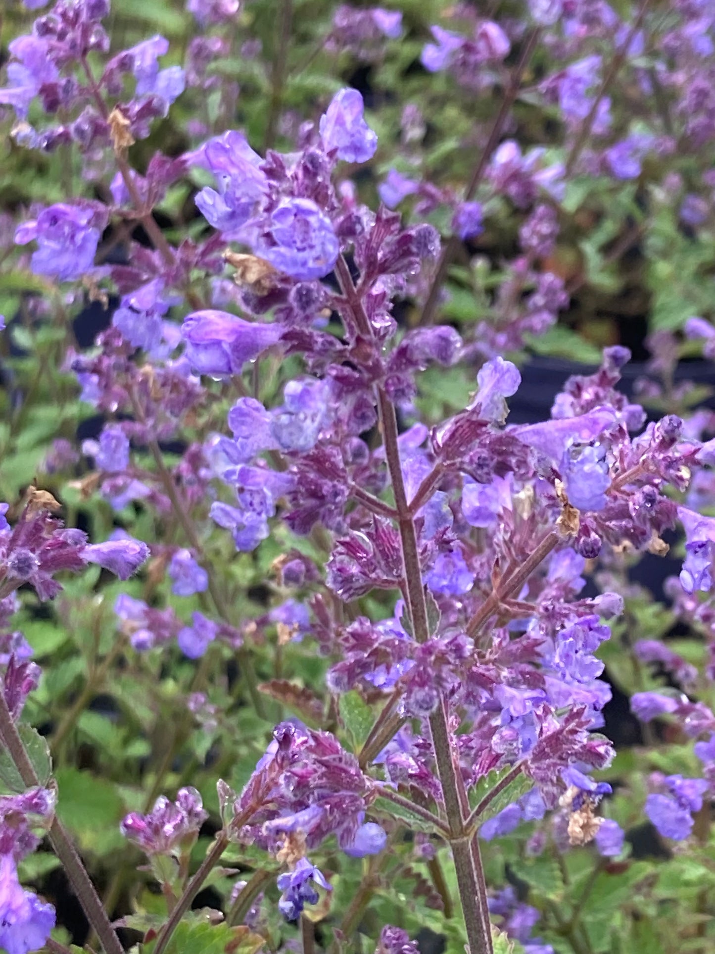 NEPETA X
FASS. 'KIT KAT'