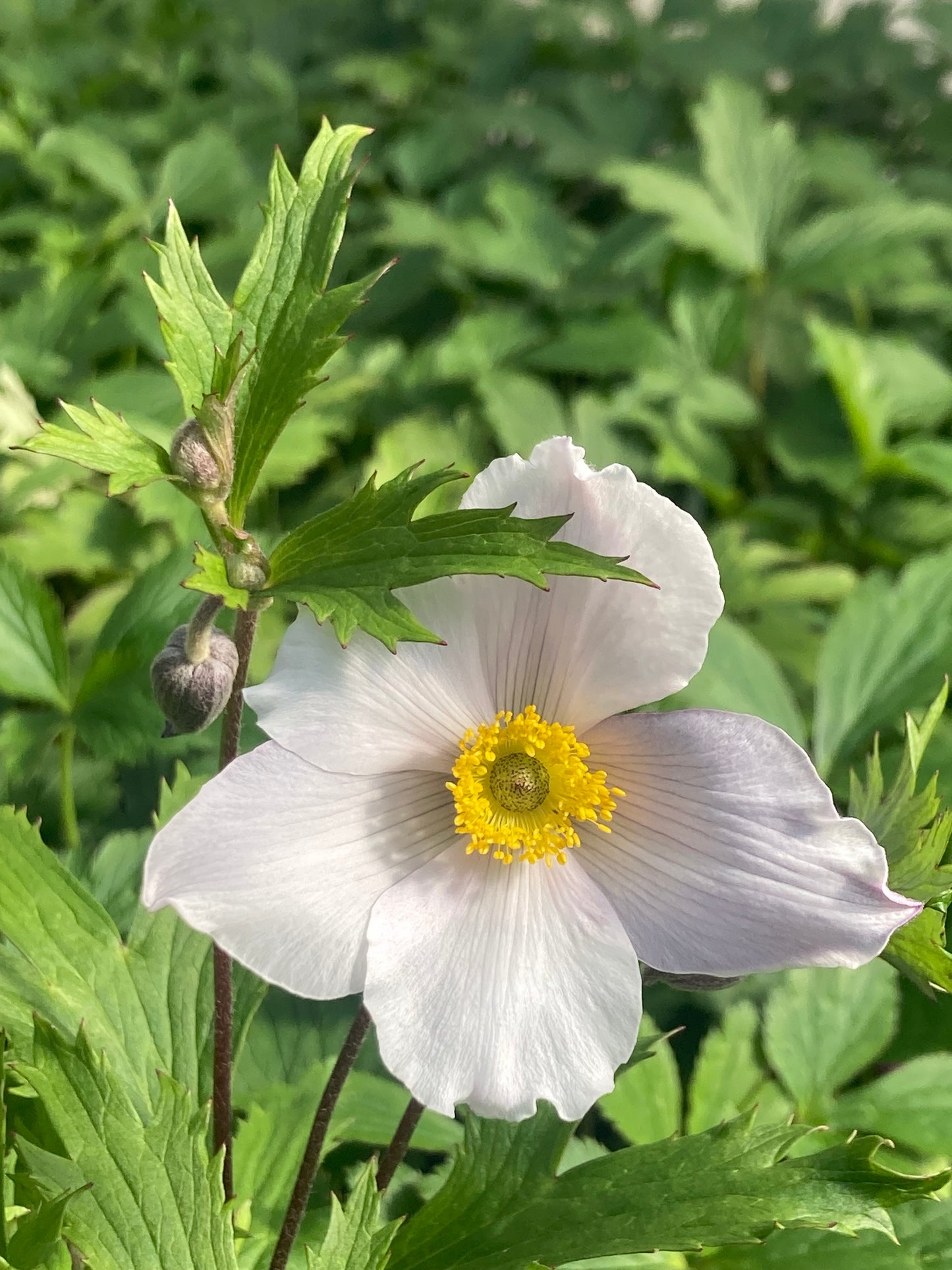 Anemone 'Wild Swan'