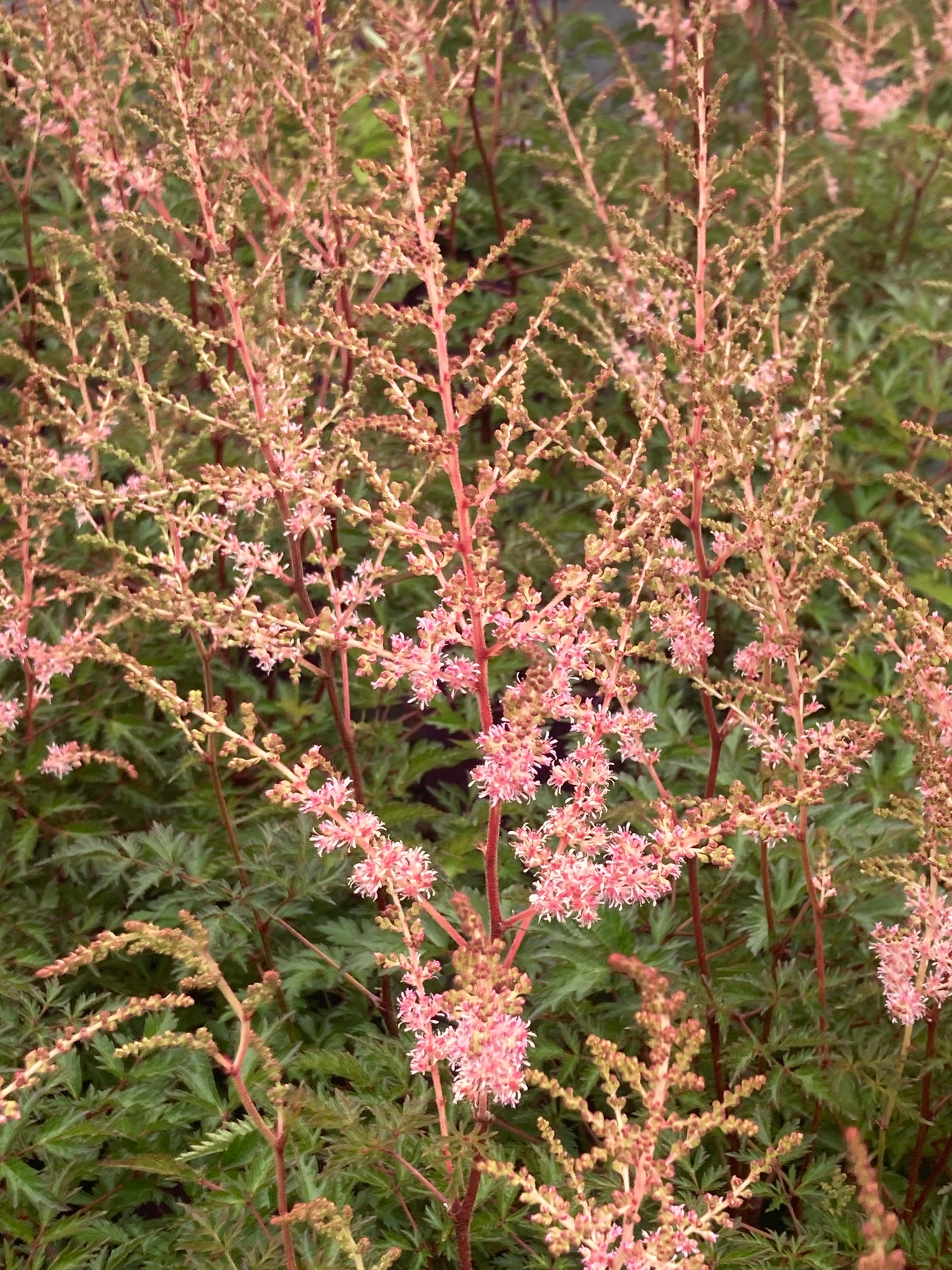 Astilbe 'Hennie Graafland'