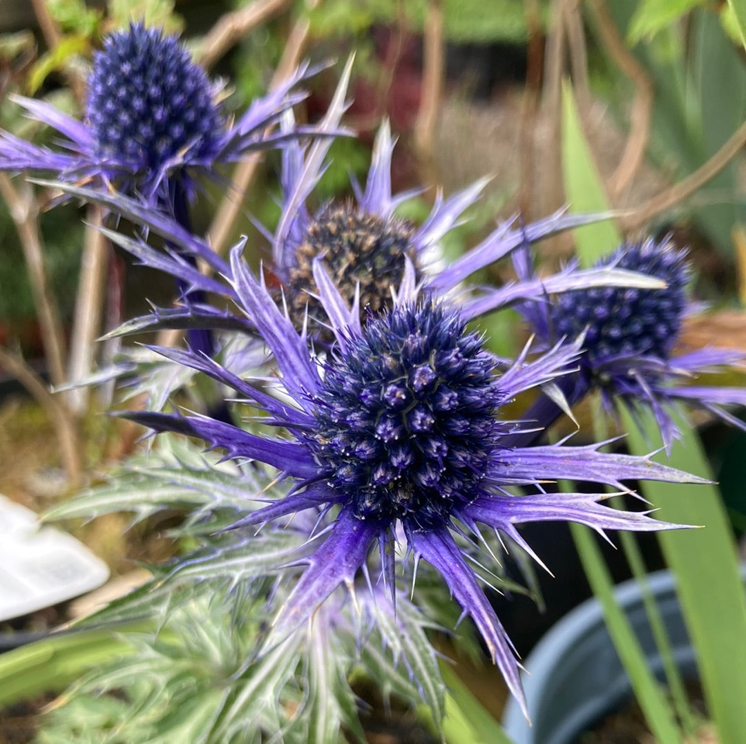 Eryngium ‘Big Blue’