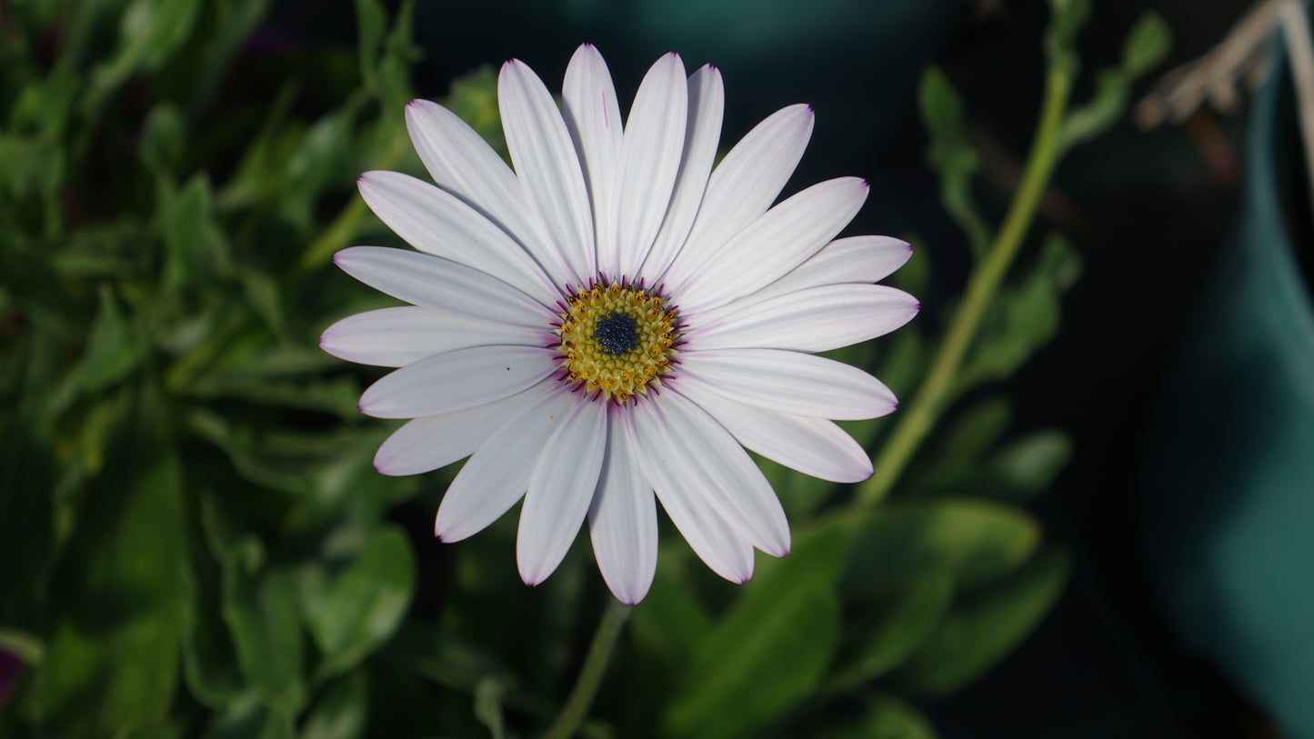 Osteospermum 'Lady Leitrim'