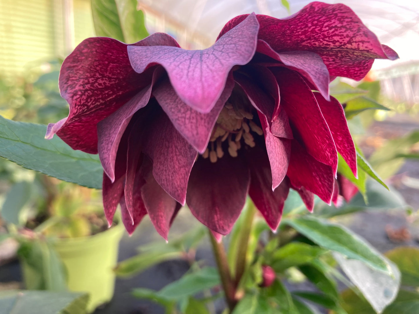 Helleborous
VIV 'Luisa'