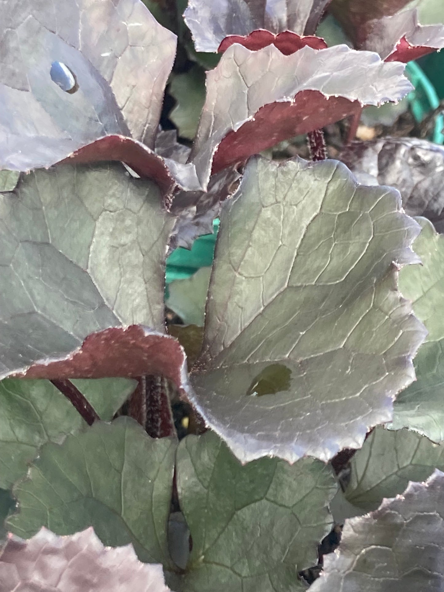 Ligularia dentata 'Pandora'