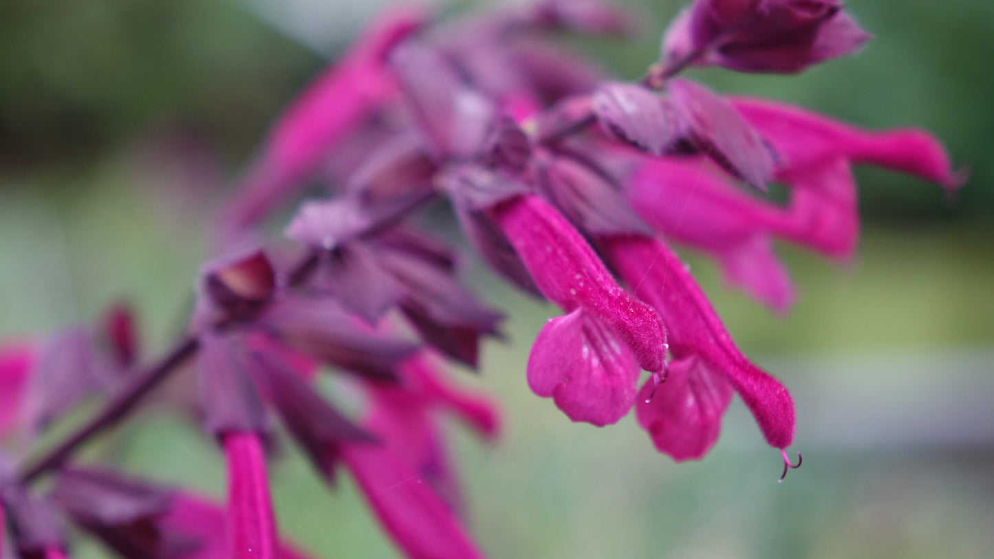 Salvia Love & Wishes