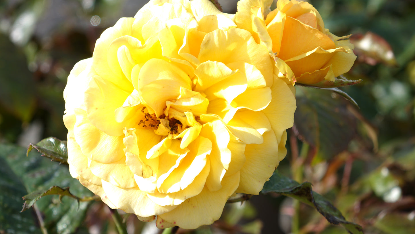 Rosa ‘Amber Queen’