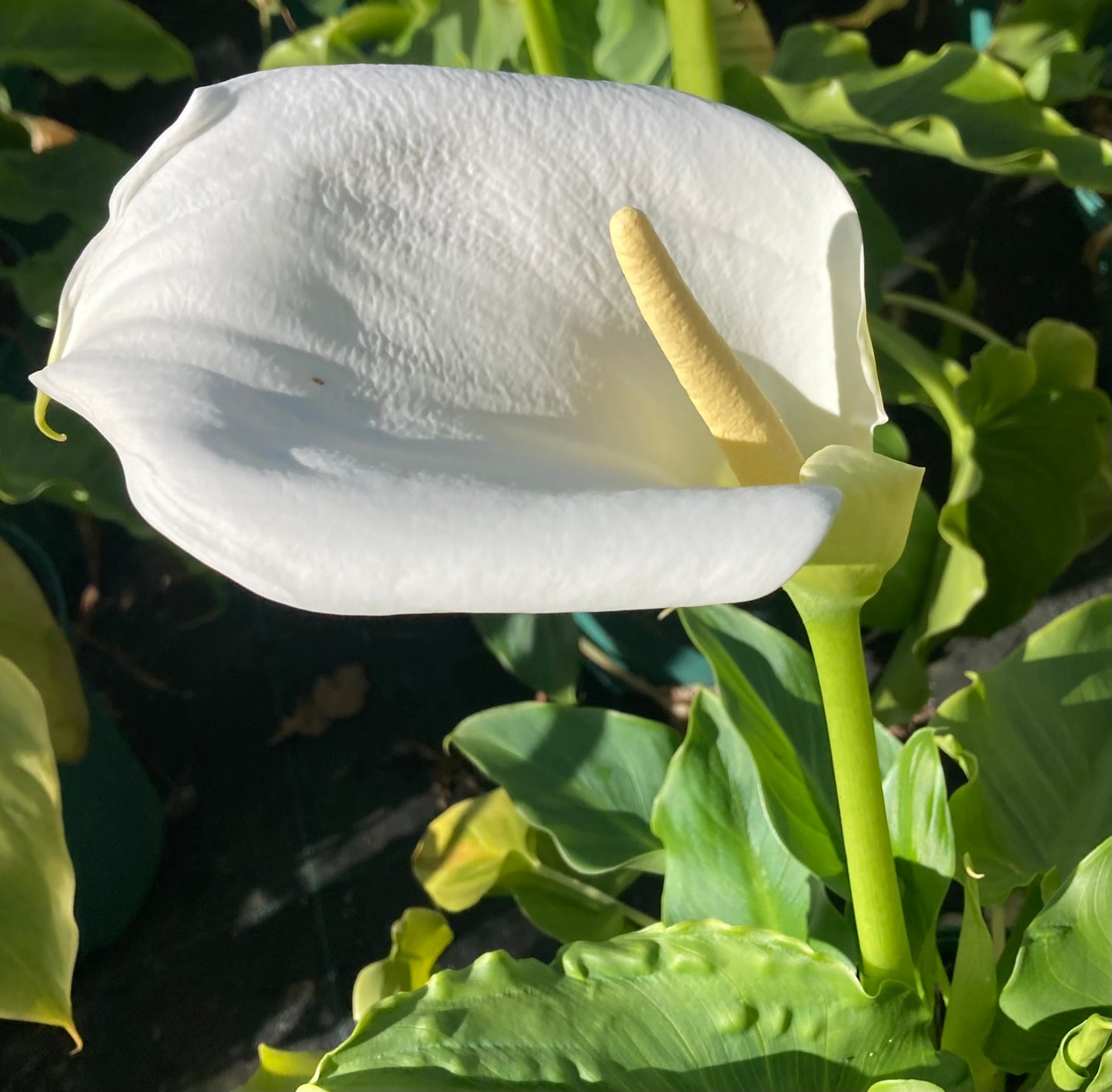 Zantedeschia aet. Snowwhite ®