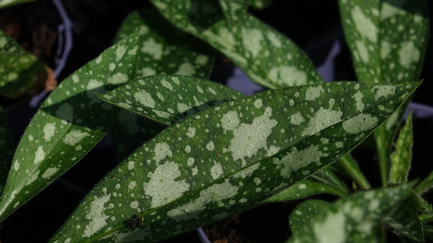 PULMONARIA
RASPBERRY
SPLASH